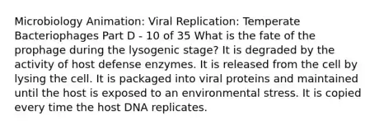 Microbiology Animation: Viral Replication: Temperate Bacteriophages Part D - 10 of 35 What is the fate of the prophage during the lysogenic stage? It is degraded by the activity of host defense enzymes. It is released from the cell by lysing the cell. It is packaged into viral proteins and maintained until the host is exposed to an environmental stress. It is copied every time the host DNA replicates.