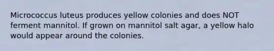 Micrococcus luteus produces yellow colonies and does NOT ferment mannitol. If grown on mannitol salt agar, a yellow halo would appear around the colonies.