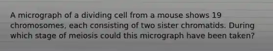 A micrograph of a dividing cell from a mouse shows 19 chromosomes, each consisting of two sister chromatids. During which stage of meiosis could this micrograph have been taken?