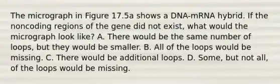 The micrograph in Figure 17.5a shows a DNA-mRNA hybrid. If the noncoding regions of the gene did not exist, what would the micrograph look like? A. There would be the same number of loops, but they would be smaller. B. All of the loops would be missing. C. There would be additional loops. D. Some, but not all, of the loops would be missing.