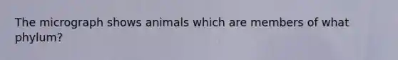 The micrograph shows animals which are members of what phylum?