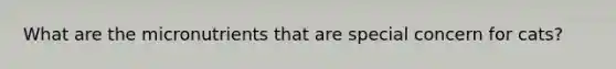 What are the micronutrients that are special concern for cats?