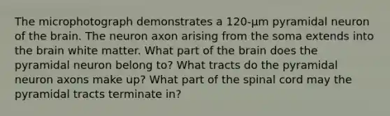 The microphotograph demonstrates a 120-μm pyramidal neuron of <a href='https://www.questionai.com/knowledge/kLMtJeqKp6-the-brain' class='anchor-knowledge'>the brain</a>. The neuron axon arising from the soma extends into the brain white matter. What part of the brain does the pyramidal neuron belong to? What tracts do the pyramidal neuron axons make up? What part of <a href='https://www.questionai.com/knowledge/kkAfzcJHuZ-the-spinal-cord' class='anchor-knowledge'>the spinal cord</a> may the pyramidal tracts terminate in?