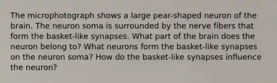 The microphotograph shows a large pear-shaped neuron of <a href='https://www.questionai.com/knowledge/kLMtJeqKp6-the-brain' class='anchor-knowledge'>the brain</a>. The neuron soma is surrounded by the nerve fibers that form the basket-like synapses. What part of the brain does the neuron belong to? What neurons form the basket-like synapses on the neuron soma? How do the basket-like synapses influence the neuron?