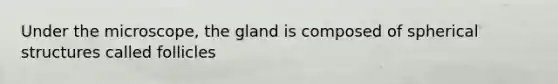 Under the microscope, the gland is composed of spherical structures called follicles