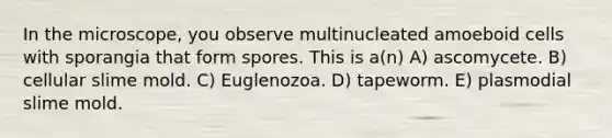 In the microscope, you observe multinucleated amoeboid cells with sporangia that form spores. This is a(n) A) ascomycete. B) cellular slime mold. C) Euglenozoa. D) tapeworm. E) plasmodial slime mold.