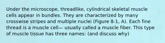 Under the microscope, threadlike, cylindrical skeletal muscle cells appear in bundles. They are characterized by many crosswise stripes and multiple nuclei (Figure 8-1, A). Each fine thread is a muscle cell— usually called a muscle fiber. This type of <a href='https://www.questionai.com/knowledge/kMDq0yZc0j-muscle-tissue' class='anchor-knowledge'>muscle tissue</a> has three names: (and discuss why)