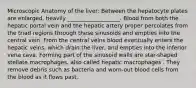 Microscopic Anatomy of the liver: Between the hepatocyte plates are enlarged, heavily ___________________. Blood from both the hepatic portal vein and the hepatic artery proper percolates from the triad regions through these sinusoids and empties into the central vein. From the central veins blood eventually enters the hepatic veins, which drain the liver, and empties into the inferior vena cava. Forming part of the sinusoid walls are star-shaped stellate macrophages, also called hepatic macrophages . They remove debris such as bacteria and worn-out blood cells from the blood as it flows past.