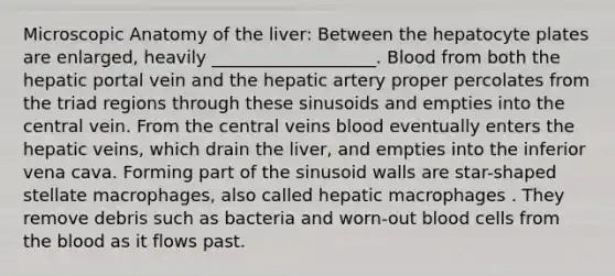 Microscopic Anatomy of the liver: Between the hepatocyte plates are enlarged, heavily ___________________. Blood from both the hepatic portal vein and the hepatic artery proper percolates from the triad regions through these sinusoids and empties into the central vein. From the central veins blood eventually enters the hepatic veins, which drain the liver, and empties into the inferior vena cava. Forming part of the sinusoid walls are star-shaped stellate macrophages, also called hepatic macrophages . They remove debris such as bacteria and worn-out blood cells from <a href='https://www.questionai.com/knowledge/k7oXMfj7lk-the-blood' class='anchor-knowledge'>the blood</a> as it flows past.