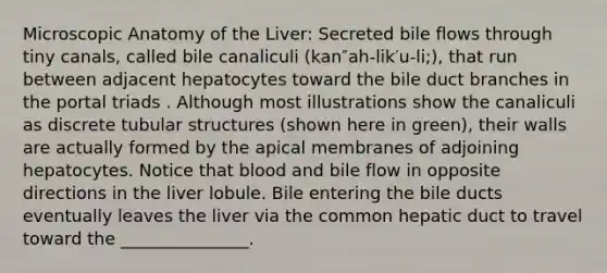 Microscopic Anatomy of the Liver: Secreted bile flows through tiny canals, called bile canaliculi (kan″ah-lik′u-li;), that run between adjacent hepatocytes toward the bile duct branches in the portal triads . Although most illustrations show the canaliculi as discrete tubular structures (shown here in green), their walls are actually formed by the apical membranes of adjoining hepatocytes. Notice that blood and bile flow in opposite directions in the liver lobule. Bile entering the bile ducts eventually leaves the liver via the common hepatic duct to travel toward the _______________.