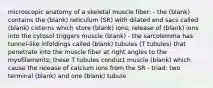 microscopic anatomy of a skeletal muscle fiber: - the (blank) contains the (blank) reticulum (SR) with dilated end sacs called (blank) cisterns which store (blank) ions; release of (blank) ions into the cytosol triggers muscle (blank) - the sarcolemma has tunnel-like infoldings called (blank) tubules (T tubules) that penetrate into the muscle fiber at right angles to the myofilaments; these T tubules conduct muscle (blank) which cause the release of calcium ions from the SR - triad: two terminal (blank) and one (blank) tubule