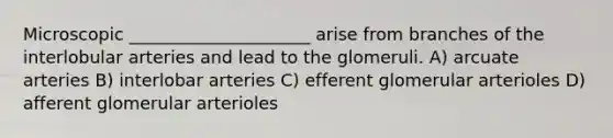 Microscopic _____________________ arise from branches of the interlobular arteries and lead to the glomeruli. A) arcuate arteries B) interlobar arteries C) efferent glomerular arterioles D) afferent glomerular arterioles