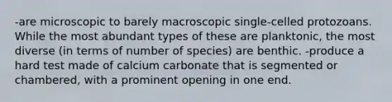 -are microscopic to barely macroscopic single-celled protozoans. While the most abundant types of these are planktonic, the most diverse (in terms of number of species) are benthic. -produce a hard test made of calcium carbonate that is segmented or chambered, with a prominent opening in one end.