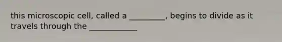 this microscopic cell, called a _________, begins to divide as it travels through the ____________