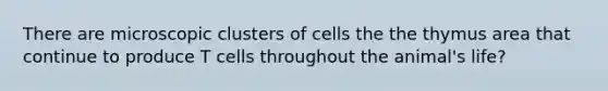 There are microscopic clusters of cells the the thymus area that continue to produce T cells throughout the animal's life?