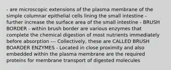 - are microscopic extensions of the plasma membrane of the simple columnar epithelial cells lining the small intestine - further increase the surface area of the small intestine - BRUSH BORDER - within brush border are various enzymes that complete the chemical digestion of most nutrients immediately before absorption --- Collectively, these are CALLED BRUSH BOARDER ENZYMES - Located in close proximity and also embedded within the plasma membrane are the required proteins for membrane transport of digested molecules