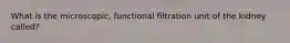 What is the microscopic, functional filtration unit of the kidney called?