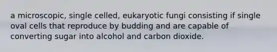 a microscopic, single celled, eukaryotic fungi consisting if single oval cells that reproduce by budding and are capable of converting sugar into alcohol and carbon dioxide.