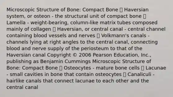 Microscopic Structure of Bone: Compact Bone  Haversian system, or osteon - the structural unit of compact bone  Lamella - weight-bearing, column-like matrix tubes composed mainly of collagen  Haversian, or central canal - central channel containing blood vessels and nerves  Volkmann's canals - channels lying at right angles to the central canal, connecting blood and nerve supply of the periosteum to that of the Haversian canal Copyright © 2006 Pearson Education, Inc., publishing as Benjamin Cummings ￼￼Microscopic Structure of Bone: Compact Bone  Osteocytes - mature bone cells  Lacunae - small cavities in bone that contain osteocytes  Canaliculi - hairlike canals that connect lacunae to each other and the central canal