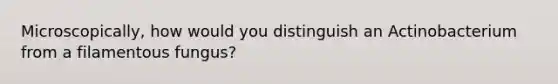 Microscopically, how would you distinguish an Actinobacterium from a filamentous fungus?