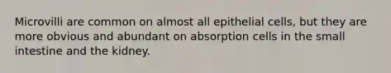 Microvilli are common on almost all epithelial cells, but they are more obvious and abundant on absorption cells in the small intestine and the kidney.