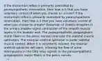 If the micturition reflex is primarily controlled by parasympathetic innervation, then how is it that you have voluntary control of when you choose to urinate? If the micturition reflex is primarily controlled by parasympathetic innervation, then how is it that you have voluntary control of when you choose to urinate? Distortion of stretch receptors in the urinary bladder signal contraction of the smooth muscle layers in the bladder wall. The parasympathetic preganglionic motor fibers in the pelvic nerves innervate the skeletal muscle sphincters. The external urethral sphincter is under skeletal muscle control. When it is voluntarily relaxed, the internal urethral sphincter will open, allowing the flow of urine. Interneurons in the CNS relay signals to the parasympathetic preganglionic motor fibers in the pelvic nerves.