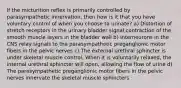 If the micturition reflex is primarily controlled by parasympathetic innervation, then how is it that you have voluntary control of when you choose to urinate? a) Distortion of stretch receptors in the urinary bladder signal contraction of the smooth muscle layers in the bladder wall b) Interneurons in the CNS relay signals to the parasympathetic preganglionic motor fibers in the pelvic nerves c) The external urethral sphincter is under skeletal muscle control. When it is voluntarily relaxed, the internal urethral sphincter will open, allowing the flow of urine d) The parasympathetic preganglionic motor fibers in the pelvic nerves innervate the skeletal muscle sphincters