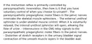 If the micturition reflex is primarily controlled by parasympathetic innervation, then how is it that you have voluntary control of when you choose to urinate? - The parasympathetic preganglionic motor fibers in the pelvic nerves innervate the skeletal muscle sphincters. - The external urethral sphincter is under skeletal muscle control. When it is voluntarily relaxed, the internal urethral sphincter will open, allowing the flow of urine. - Interneurons in the CNS relay signals to the parasympathetic preganglionic motor fibers in the pelvic nerves. - Distortion of stretch receptors in the urinary bladder signal contraction of the smooth muscle layers in the bladder wall.