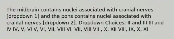 The midbrain contains nuclei associated with cranial nerves [dropdown 1] and the pons contains nuclei associated with cranial nerves [dropdown 2]. Dropdown Choices: II and III III and IV IV, V, VI V, VI, VII, VIII VI, VII, VIII VII , X, XII VIII, IX, X, XI