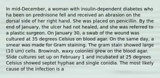 In mid-December, a woman with insulin-dependent diabetes who ha been on prednisone fell and received an abrasion on the dorsal side of her right hand. She was placed on penicillin. By the end of January, the ulcer had not healed, and she was referred to a plastic surgeon. On January 30, a swab of the wound was cultured at 35 degrees Celsius on blood agar. On the same day, a smear was made for Gram staining. The gram stain showed large (10 um) cells. Browinsh, waxy colonies grew on <a href='https://www.questionai.com/knowledge/k7oXMfj7lk-the-blood' class='anchor-knowledge'>the blood</a> agar. Slide cultures set up on February 1 and incubated at 25 degrees Celsius showed septet hyphae and single conidia. The most likely cause of the infection is a