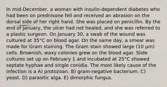 In mid-December, a woman with insulin-dependent diabetes who had been on prednisone fell and received an abrasion on the dorsal side of her right hand. She was placed on penicillin. By the end of January, the ulcer had not healed, and she was referred to a plastic surgeon. On January 30, a swab of the wound was cultured at 35°C on blood agar. On the same day, a smear was made for Gram staining. The Gram stain showed large (10 μm) cells. Brownish, waxy colonies grew on the blood agar. Slide cultures set up on February 1 and incubated at 25°C showed septate hyphae and single conidia. The most likely cause of the infection is a A) protozoan. B) gram-negative bacterium. C) yeast. D) parasitic alga. E) dimorphic fungus.