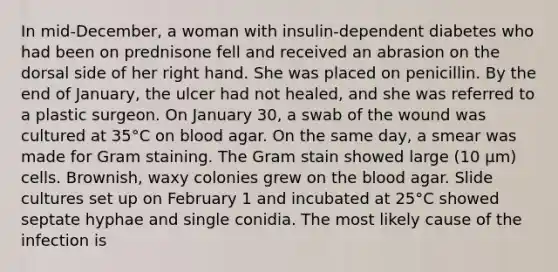 In mid-December, a woman with insulin-dependent diabetes who had been on prednisone fell and received an abrasion on the dorsal side of her right hand. She was placed on penicillin. By the end of January, the ulcer had not healed, and she was referred to a plastic surgeon. On January 30, a swab of the wound was cultured at 35°C on blood agar. On the same day, a smear was made for Gram staining. The Gram stain showed large (10 µm) cells. Brownish, waxy colonies grew on <a href='https://www.questionai.com/knowledge/k7oXMfj7lk-the-blood' class='anchor-knowledge'>the blood</a> agar. Slide cultures set up on February 1 and incubated at 25°C showed septate hyphae and single conidia. The most likely cause of the infection is