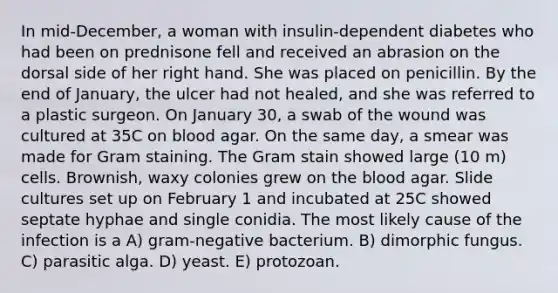 In mid-December, a woman with insulin-dependent diabetes who had been on prednisone fell and received an abrasion on the dorsal side of her right hand. She was placed on penicillin. By the end of January, the ulcer had not healed, and she was referred to a plastic surgeon. On January 30, a swab of the wound was cultured at 35C on blood agar. On the same day, a smear was made for Gram staining. The Gram stain showed large (10 m) cells. Brownish, waxy colonies grew on the blood agar. Slide cultures set up on February 1 and incubated at 25C showed septate hyphae and single conidia. The most likely cause of the infection is a A) gram-negative bacterium. B) dimorphic fungus. C) parasitic alga. D) yeast. E) protozoan.