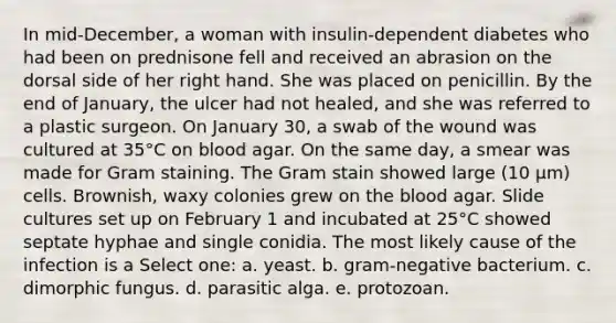 In mid-December, a woman with insulin-dependent diabetes who had been on prednisone fell and received an abrasion on the dorsal side of her right hand. She was placed on penicillin. By the end of January, the ulcer had not healed, and she was referred to a plastic surgeon. On January 30, a swab of the wound was cultured at 35°C on blood agar. On the same day, a smear was made for Gram staining. The Gram stain showed large (10 µm) cells. Brownish, waxy colonies grew on the blood agar. Slide cultures set up on February 1 and incubated at 25°C showed septate hyphae and single conidia. The most likely cause of the infection is a Select one: a. yeast. b. gram-negative bacterium. c. dimorphic fungus. d. parasitic alga. e. protozoan.