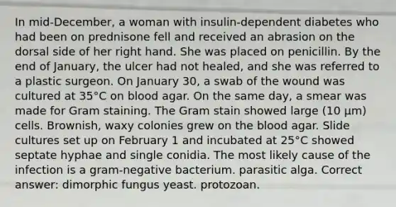 In mid-December, a woman with insulin-dependent diabetes who had been on prednisone fell and received an abrasion on the dorsal side of her right hand. She was placed on penicillin. By the end of January, the ulcer had not healed, and she was referred to a plastic surgeon. On January 30, a swab of the wound was cultured at 35°C on blood agar. On the same day, a smear was made for Gram staining. The Gram stain showed large (10 µm) cells. Brownish, waxy colonies grew on the blood agar. Slide cultures set up on February 1 and incubated at 25°C showed septate hyphae and single conidia. The most likely cause of the infection is a gram-negative bacterium. parasitic alga. Correct answer: dimorphic fungus yeast. protozoan.