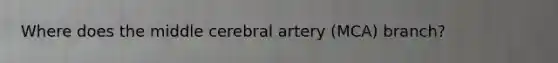 Where does the middle cerebral artery (MCA) branch?