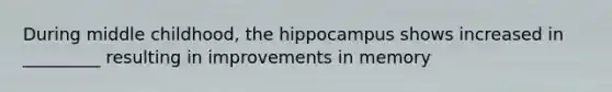 During middle childhood, the hippocampus shows increased in _________ resulting in improvements in memory