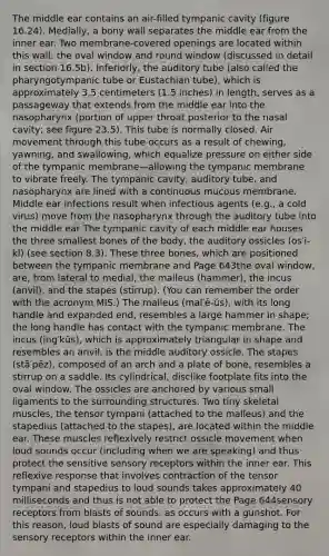 The middle ear contains an air-filled tympanic cavity (figure 16.24). Medially, a bony wall separates the middle ear from the inner ear. Two membrane-covered openings are located within this wall: the oval window and round window (discussed in detail in section 16.5b). Inferiorly, the auditory tube (also called the pharyngotympanic tube or Eustachian tube), which is approximately 3.5 centimeters (1.5 inches) in length, serves as a passageway that extends from the middle ear into the nasopharynx (portion of upper throat posterior to the nasal cavity; see figure 23.5). This tube is normally closed. Air movement through this tube occurs as a result of chewing, yawning, and swallowing, which equalize pressure on either side of the tympanic membrane—allowing the tympanic membrane to vibrate freely. The tympanic cavity, auditory tube, and nasopharynx are lined with a continuous mucous membrane. Middle ear infections result when infectious agents (e.g., a cold virus) move from the nasopharynx through the auditory tube into the middle ear The tympanic cavity of each middle ear houses the three smallest bones of the body, the auditory ossicles (os′i-kl) (see section 8.3). These three bones, which are positioned between the tympanic membrane and Page 643the oval window, are, from lateral to medial, the malleus (hammer), the incus (anvil), and the stapes (stirrup). (You can remember the order with the acronym MIS.) The malleus (mal′ē-ŭs), with its long handle and expanded end, resembles a large hammer in shape; the long handle has contact with the tympanic membrane. The incus (ing′kŭs), which is approximately triangular in shape and resembles an anvil, is the middle auditory ossicle. The stapes (stā′pēz), composed of an arch and a plate of bone, resembles a stirrup on a saddle. Its cylindrical, disclike footplate fits into the oval window. The ossicles are anchored by various small ligaments to the surrounding structures. Two tiny skeletal muscles, the tensor tympani (attached to the malleus) and the stapedius (attached to the stapes), are located within the middle ear. These muscles reflexively restrict ossicle movement when loud sounds occur (including when we are speaking) and thus protect the sensitive sensory receptors within the inner ear. This reflexive response that involves contraction of the tensor tympani and stapedius to loud sounds takes approximately 40 milliseconds and thus is not able to protect the Page 644sensory receptors from blasts of sounds, as occurs with a gunshot. For this reason, loud blasts of sound are especially damaging to the sensory receptors within the inner ear.