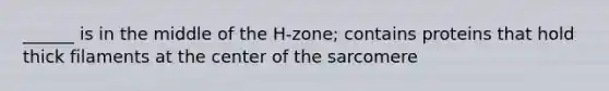 ______ is in the middle of the H-zone; contains proteins that hold thick filaments at the center of the sarcomere