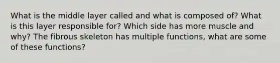 What is the middle layer called and what is composed of? What is this layer responsible for? Which side has more muscle and why? The fibrous skeleton has multiple functions, what are some of these functions?