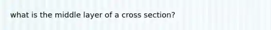 what is the middle layer of a cross section?