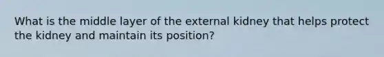 What is the middle layer of the external kidney that helps protect the kidney and maintain its position?