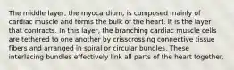 The middle layer, the myocardium, is composed mainly of cardiac muscle and forms the bulk of the heart. It is the layer that contracts. In this layer, the branching cardiac muscle cells are tethered to one another by crisscrossing connective tissue fibers and arranged in spiral or circular bundles. These interlacing bundles effectively link all parts of the heart together.