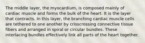 The middle layer, the myocardium, is composed mainly of cardiac muscle and forms the bulk of the heart. It is the layer that contracts. In this layer, the branching cardiac muscle cells are tethered to one another by crisscrossing connective tissue fibers and arranged in spiral or circular bundles. These interlacing bundles effectively link all parts of the heart together.