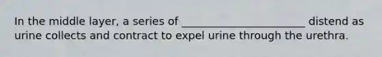 In the middle layer, a series of _______________________ distend as urine collects and contract to expel urine through the urethra.