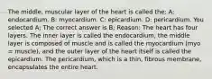 The middle, muscular layer of the heart is called the: A: endocardium. B: myocardium. C: epicardium. D: pericardium. You selected A; The correct answer is B; Reason: The heart has four layers. The inner layer is called the endocardium, the middle layer is composed of muscle and is called the myocardium (myo = muscle), and the outer layer of the heart itself is called the epicardium. The pericardium, which is a thin, fibrous membrane, encapsulates the entire heart.