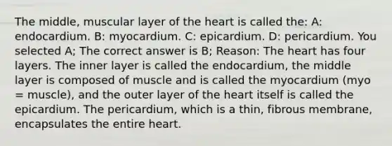 The middle, muscular layer of the heart is called the: A: endocardium. B: myocardium. C: epicardium. D: pericardium. You selected A; The correct answer is B; Reason: The heart has four layers. The inner layer is called the endocardium, the middle layer is composed of muscle and is called the myocardium (myo = muscle), and the outer layer of the heart itself is called the epicardium. The pericardium, which is a thin, fibrous membrane, encapsulates the entire heart.