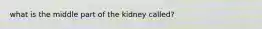 what is the middle part of the kidney called?