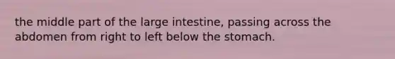 the middle part of the large intestine, passing across the abdomen from right to left below the stomach.