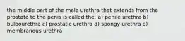 the middle part of the male urethra that extends from the prostate to the penis is called the: a) penile urethra b) bulbourethra c) prostatic urethra d) spongy urethra e) membranous urethra